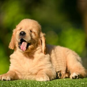 Leo Golden Retriever Leo Golden Retriever