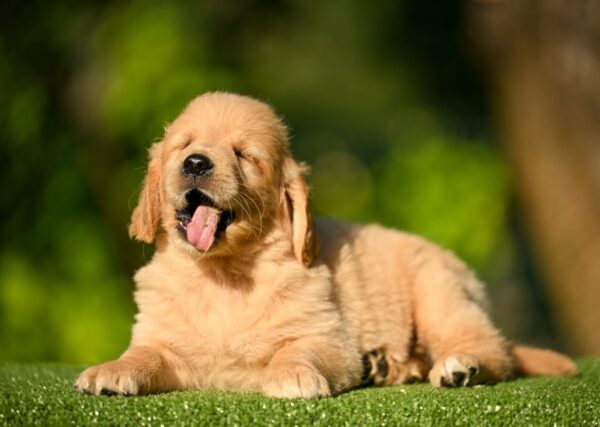 Leo Golden Retriever Leo Golden Retriever