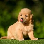 Leo-male-Retriever-puppy-for-sale-2
