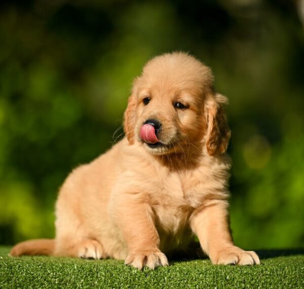 Leo Golden Retriever Leo Golden Retriever