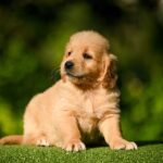 Leo-male-Retriever-puppy-for-sale-3