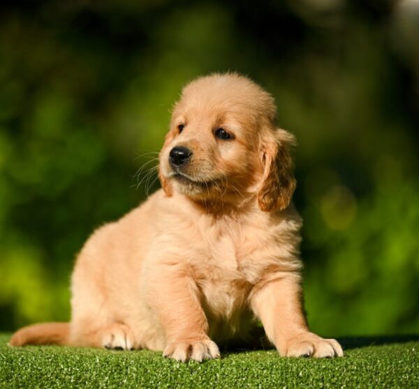 Leo Golden Retriever Leo Golden Retriever