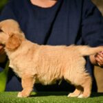 Leo-male-Retriever-puppy-for-sale-4