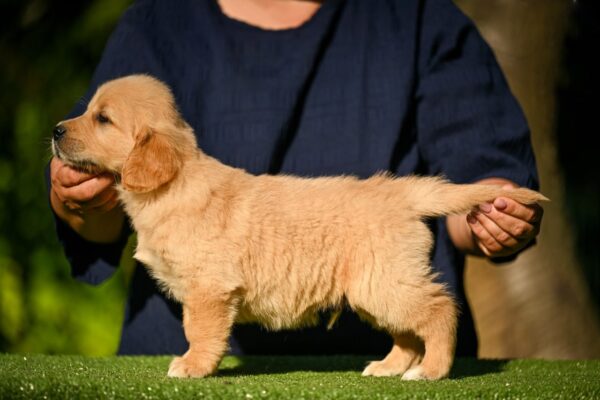Leo Golden Retriever Leo Golden Retriever