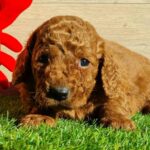 Leo-male-cavapoo-puppy-for-sale- (1)
