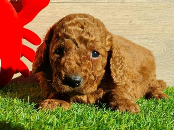 Leo Cavapoo Leo Cavapoo