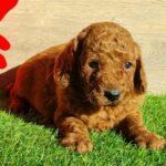 Leo-male-cavapoo-puppy-for-sale- (2)