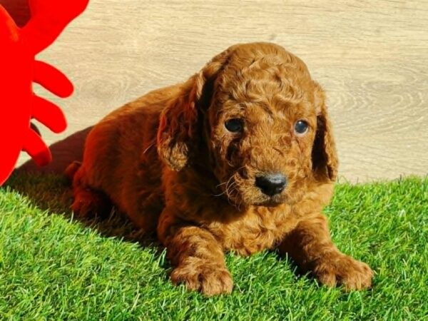Leo Cavapoo Leo Cavapoo