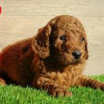 Leo-male-cavapoo-puppy-for-sale- (3)