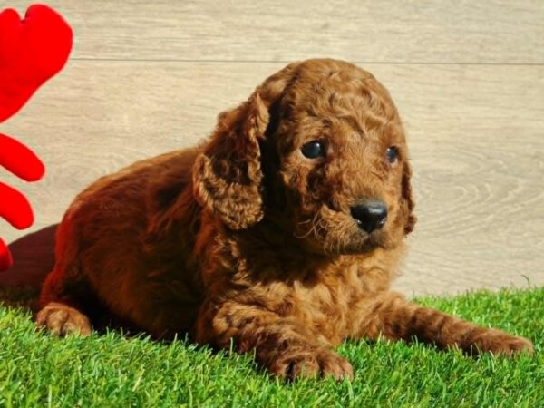 Leo Cavapoo Leo Cavapoo