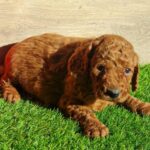 Leo-male-cavapoo-puppy-for-sale- (4)