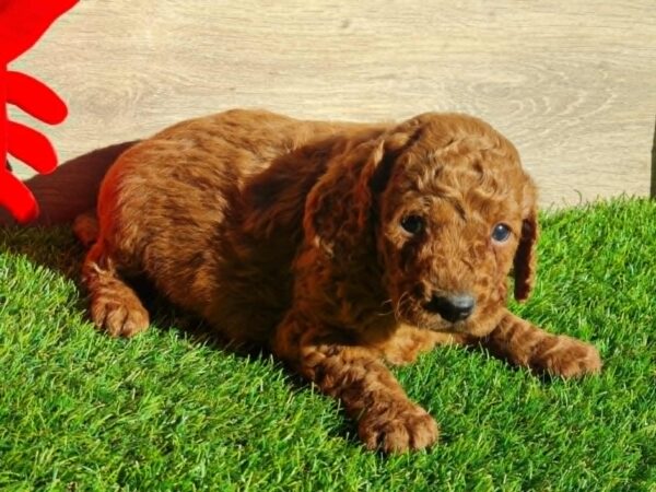 Leo Cavapoo Leo Cavapoo