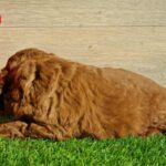 Leo-male-cavapoo-puppy-for-sale- (5)