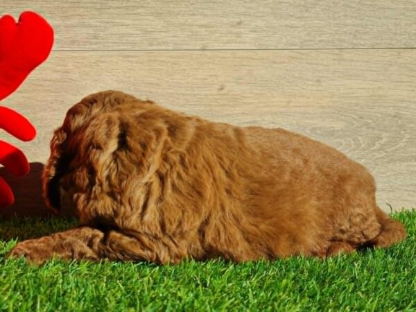 Leo Cavapoo Leo Cavapoo