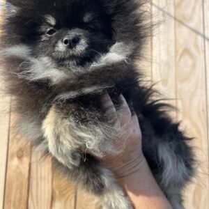 Leonora Pomeranian Leonora Pomeranian