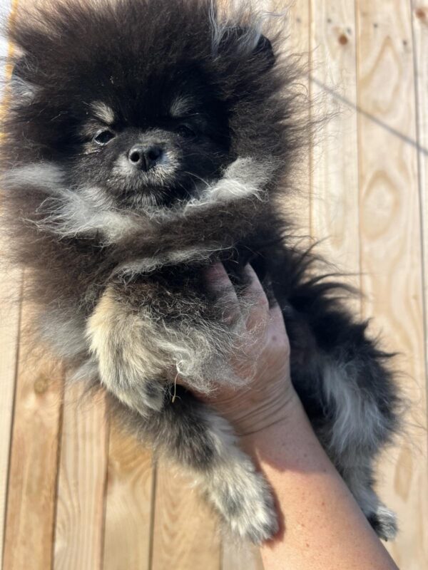 Leonora Pomeranian Leonora Pomeranian