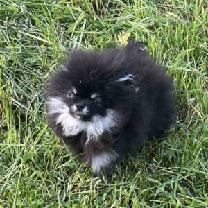 Leonora Pomeranian Leonora Pomeranian