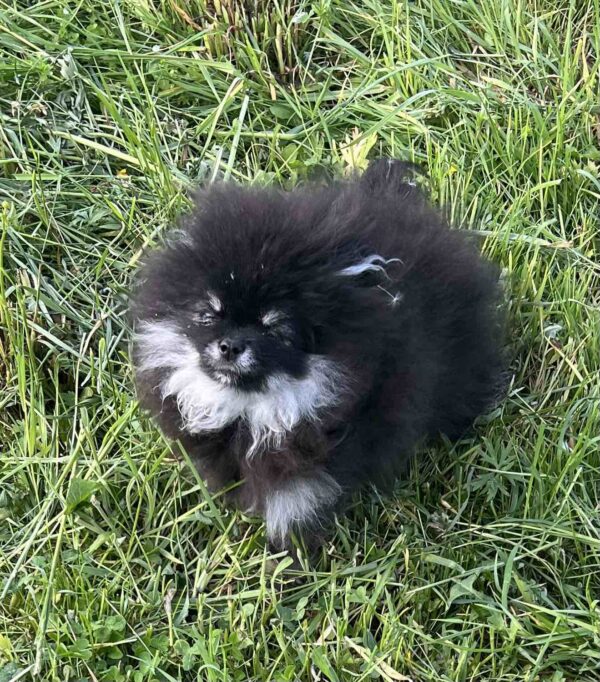 Leonora Pomeranian Leonora Pomeranian