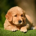 Levi-male-Retriever-puppy-for-sale-1