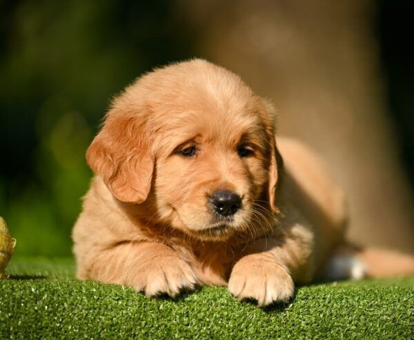 Levi Golden Retriever Levi Golden Retriever