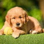 Levi-male-Retriever-puppy-for-sale-2