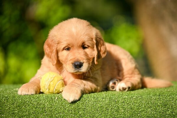 Levi Golden Retriever Levi Golden Retriever