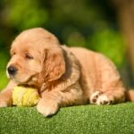 Levi-male-Retriever-puppy-for-sale-3
