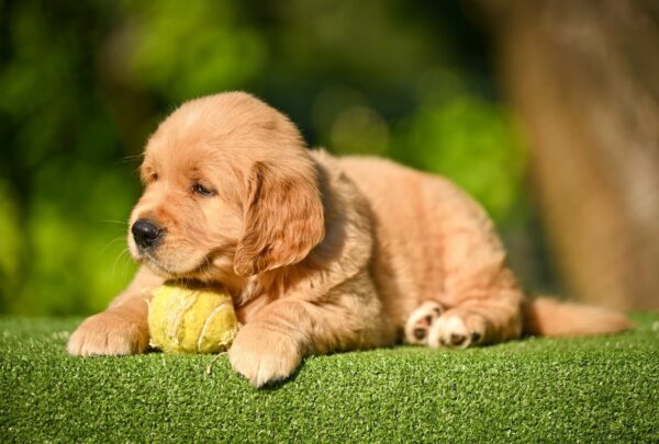 Levi Golden Retriever Levi Golden Retriever