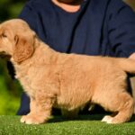 Levi-male-Retriever-puppy-for-sale-4