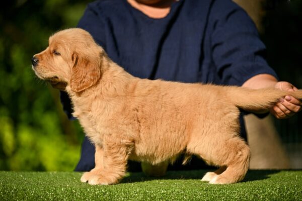 Levi Golden Retriever Levi Golden Retriever