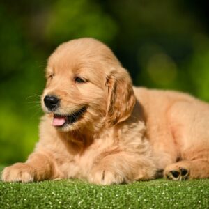 Liam Golden Retriever Liam Golden Retriever
