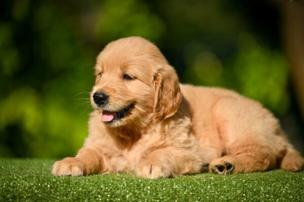 Liam Golden Retriever Liam Golden Retriever