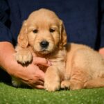 Liam-male-Retriever-puppy-for-sale-2