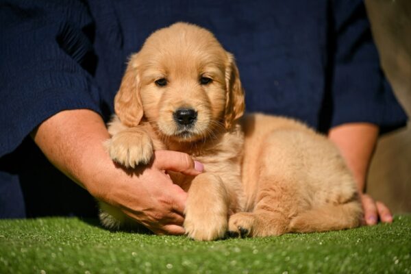 Liam Golden Retriever Liam Golden Retriever