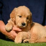 Liam-male-Retriever-puppy-for-sale-3