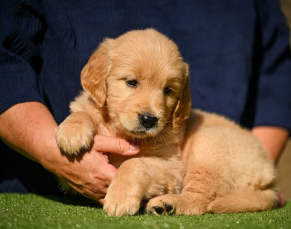 Liam Golden Retriever Liam Golden Retriever