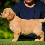 Liam-male-Retriever-puppy-for-sale-4