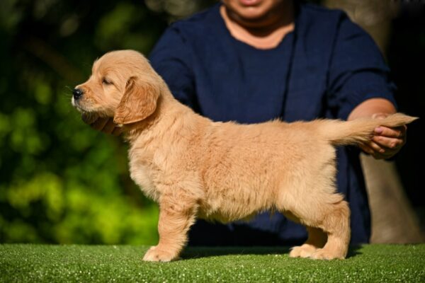 Liam Golden Retriever Liam Golden Retriever