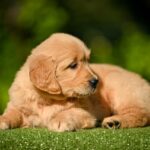 Liam-male-Retriever-puppy-for-sale-5