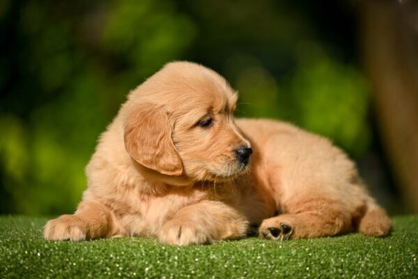 Liam Golden Retriever Liam Golden Retriever