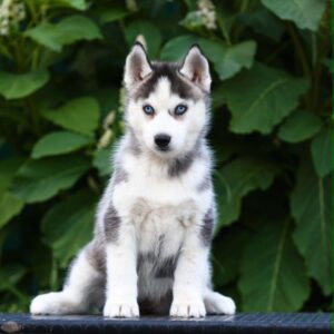 Liama Siberian Husky Liama Siberian Husky