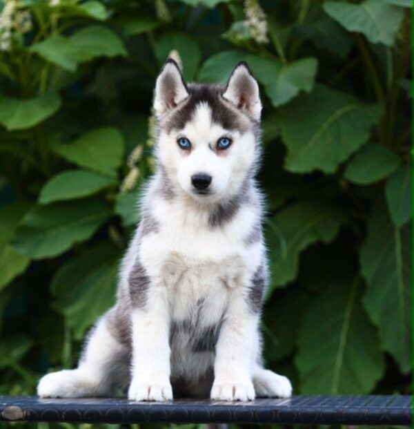 Liama Siberian Husky Liama Siberian Husky