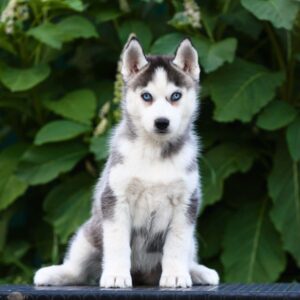 Liama Siberian Husky Liama Siberian Husky