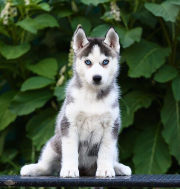 Liama Siberian Husky Liama Siberian Husky