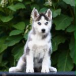 Liama-female-Siberian-Husky-puppy-for-sale-3