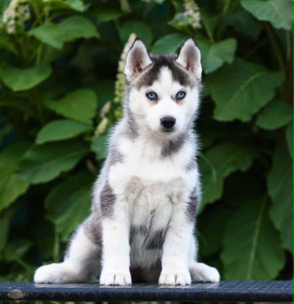 Liama Siberian Husky Liama Siberian Husky
