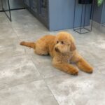 Liaza-female-Goldendoodle-puppy-for-sale-1
