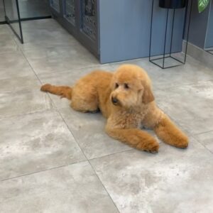 Liaza Goldendoodle Liaza Goldendoodle