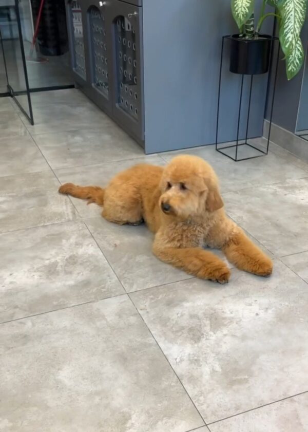Liaza Goldendoodle Liaza Goldendoodle