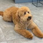 Liaza-female-Goldendoodle-puppy-for-sale-2